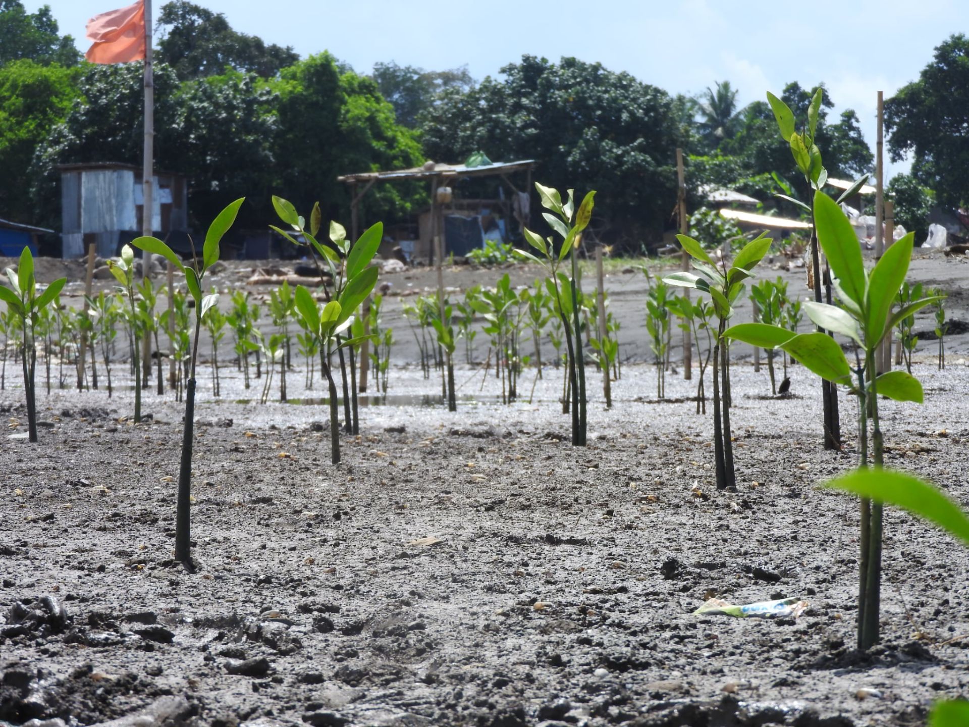 Rehabilitering av mangrovetre-område – Lakbai TV, Filippinene